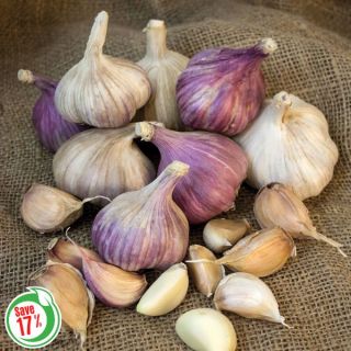 Fall Garlic Collection 1 Thumbnail